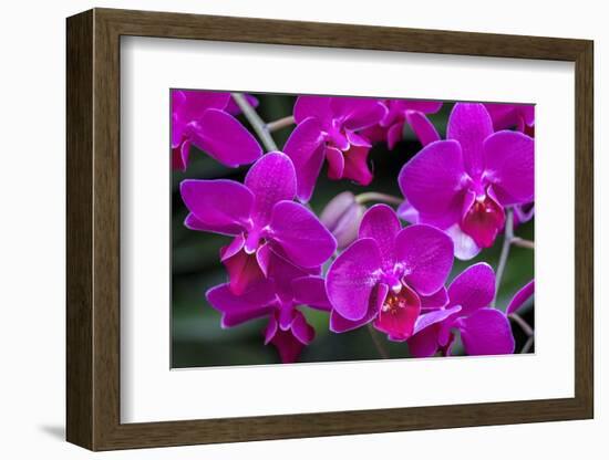 Moth Orchid-Jim Engelbrecht-Framed Photographic Print