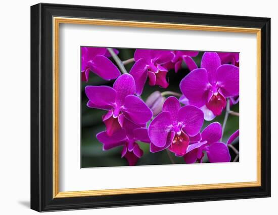 Moth Orchid-Jim Engelbrecht-Framed Photographic Print