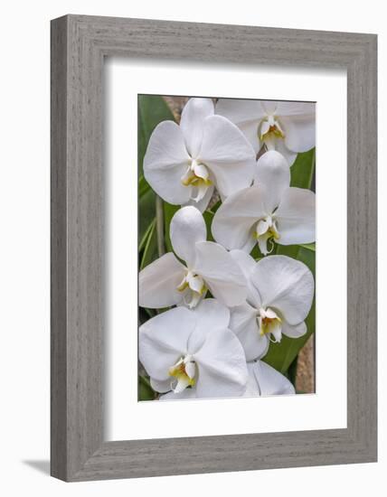 Moth Orchid-Jim Engelbrecht-Framed Photographic Print