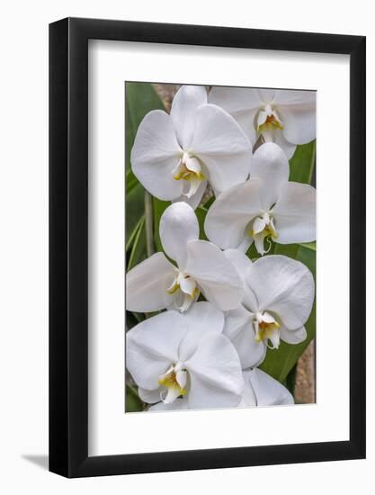 Moth Orchid-Jim Engelbrecht-Framed Photographic Print