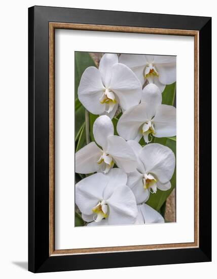 Moth Orchid-Jim Engelbrecht-Framed Photographic Print