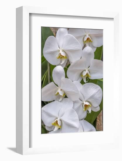 Moth Orchid-Jim Engelbrecht-Framed Photographic Print