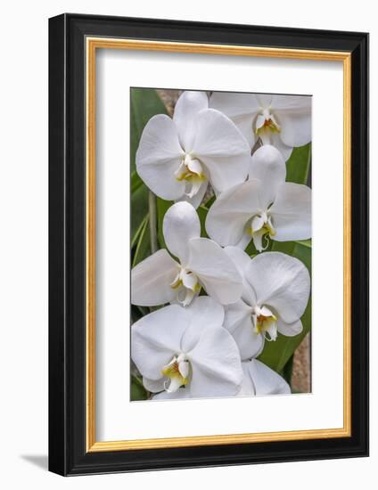 Moth Orchid-Jim Engelbrecht-Framed Photographic Print