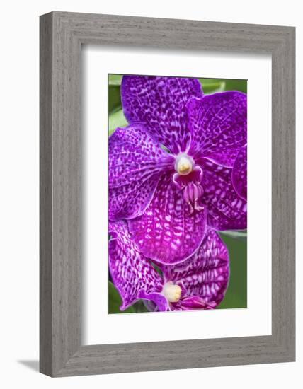 Moth Orchid-Jim Engelbrecht-Framed Photographic Print