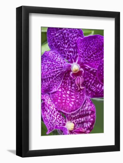 Moth Orchid-Jim Engelbrecht-Framed Photographic Print