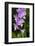 Moth Orchid-Lisa Engelbrecht-Framed Photographic Print