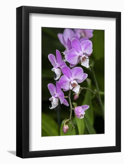 Moth Orchid-Lisa Engelbrecht-Framed Photographic Print