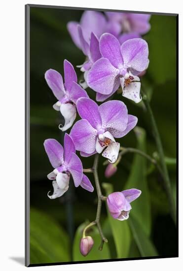 Moth Orchid-Lisa Engelbrecht-Mounted Photographic Print