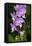 Moth Orchid-Lisa Engelbrecht-Framed Premier Image Canvas