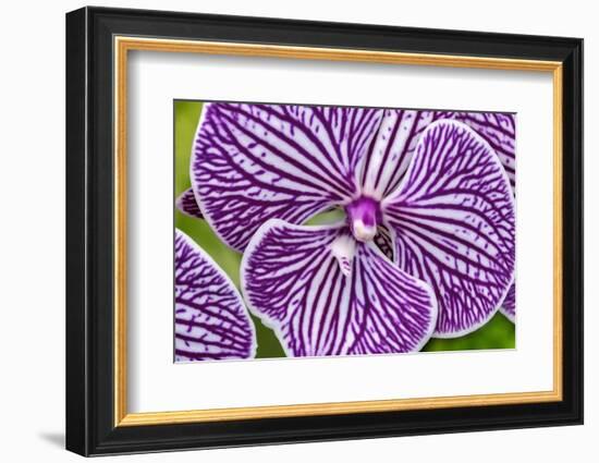 Moth Orchid-Jim Engelbrecht-Framed Photographic Print