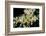 Moth Orchid-Jim Engelbrecht-Framed Photographic Print