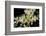 Moth Orchid-Jim Engelbrecht-Framed Photographic Print