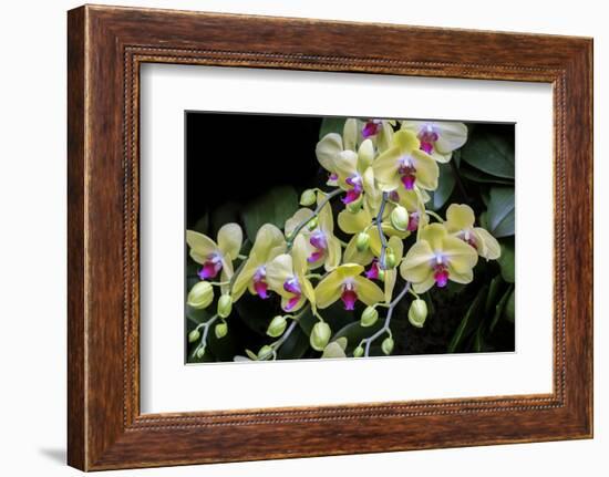 Moth Orchid-Jim Engelbrecht-Framed Photographic Print