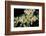 Moth Orchid-Jim Engelbrecht-Framed Photographic Print