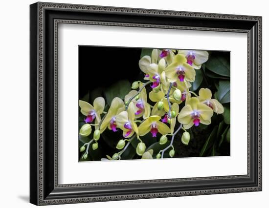 Moth Orchid-Jim Engelbrecht-Framed Photographic Print