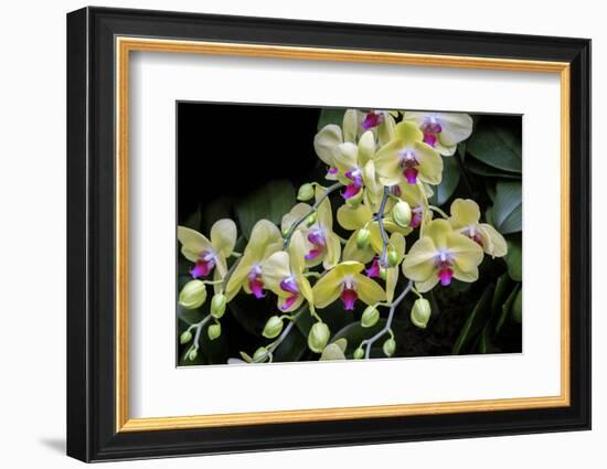 Moth Orchid-Jim Engelbrecht-Framed Photographic Print