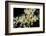 Moth Orchid-Jim Engelbrecht-Framed Photographic Print