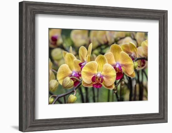 Moth Orchid-Lisa Engelbrecht-Framed Photographic Print