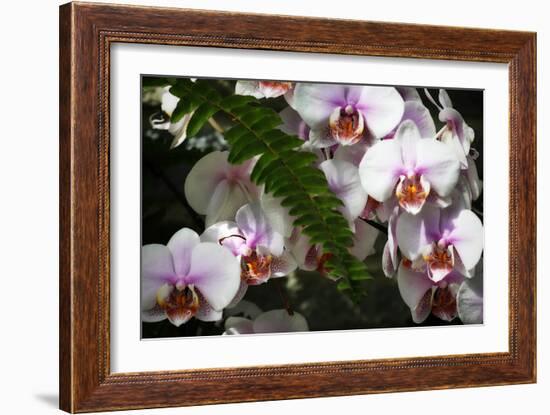 Moth Orchids II-Alan Hausenflock-Framed Photographic Print