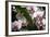 Moth Orchids II-Alan Hausenflock-Framed Photographic Print