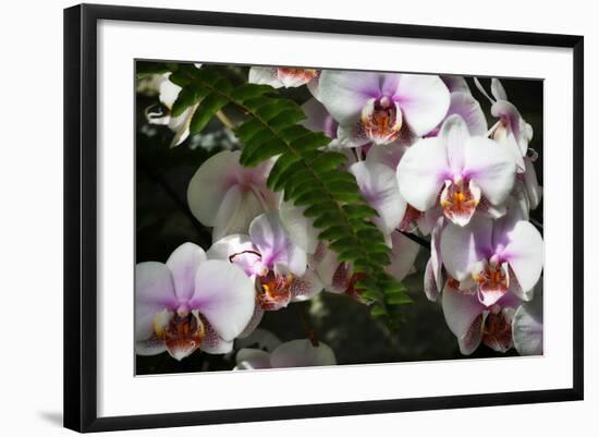 Moth Orchids II-Alan Hausenflock-Framed Photographic Print