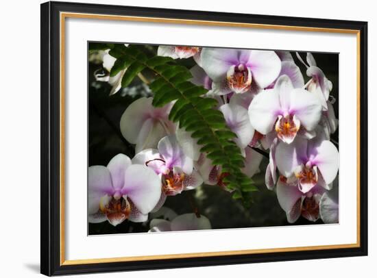 Moth Orchids II-Alan Hausenflock-Framed Photographic Print