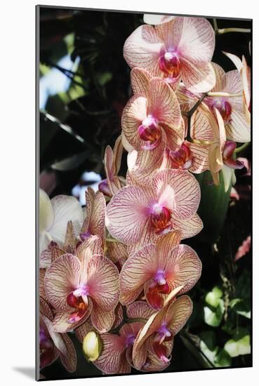 Moth Orchids V-Alan Hausenflock-Mounted Photographic Print