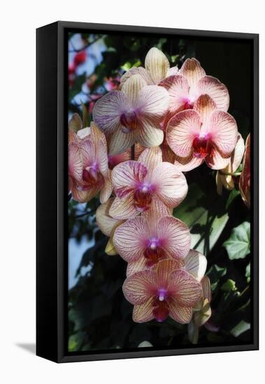 Moth Orchids VI-Alan Hausenflock-Framed Premier Image Canvas