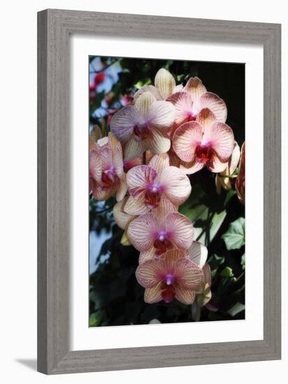 Moth Orchids VI-Alan Hausenflock-Framed Photographic Print