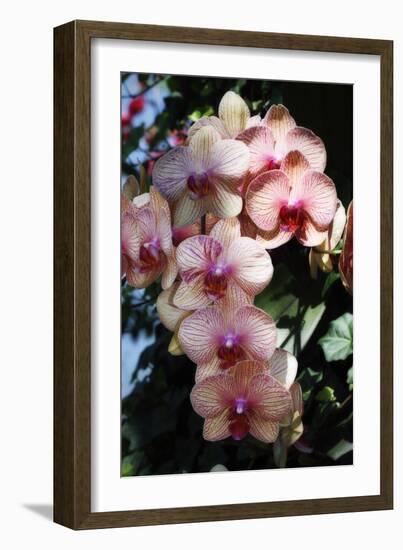 Moth Orchids VI-Alan Hausenflock-Framed Photographic Print