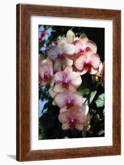 Moth Orchids VI-Alan Hausenflock-Framed Photographic Print