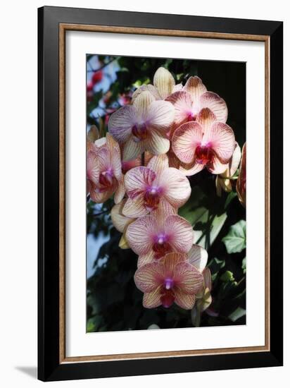 Moth Orchids VI-Alan Hausenflock-Framed Photographic Print