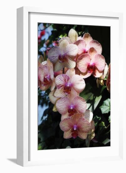 Moth Orchids VI-Alan Hausenflock-Framed Photographic Print