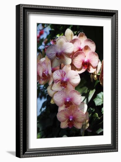 Moth Orchids VI-Alan Hausenflock-Framed Photographic Print