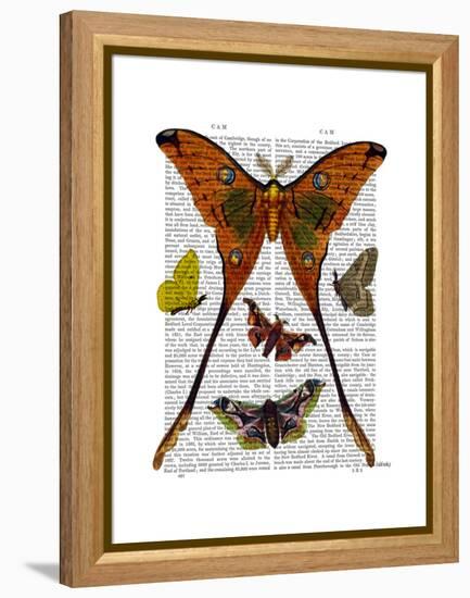 Moth Plate 1-Fab Funky-Framed Stretched Canvas