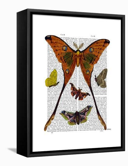 Moth Plate 1-Fab Funky-Framed Stretched Canvas