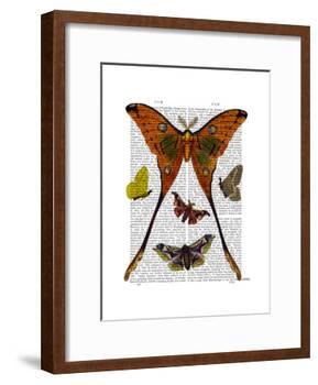 Moth Plate 1-Fab Funky-Framed Art Print