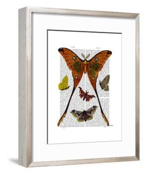 Moth Plate 1-Fab Funky-Framed Art Print