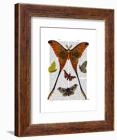 Moth Plate 1-Fab Funky-Framed Art Print