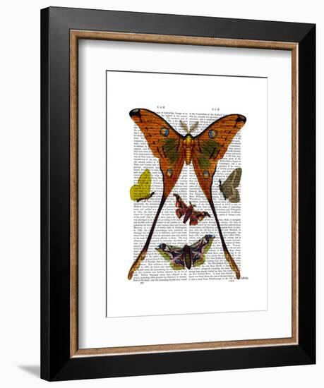 Moth Plate 1-Fab Funky-Framed Art Print