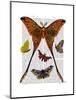 Moth Plate 1-Fab Funky-Mounted Art Print