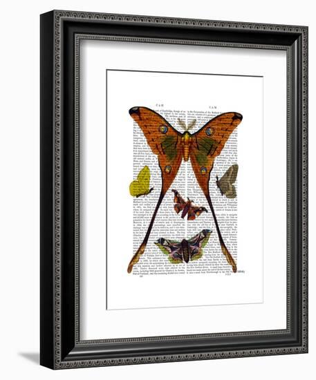 Moth Plate 1-Fab Funky-Framed Art Print