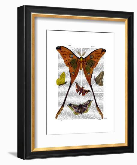 Moth Plate 1-Fab Funky-Framed Art Print