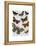 Moth Plate 2-Fab Funky-Framed Stretched Canvas