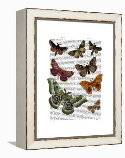 Moth Plate 2-Fab Funky-Framed Stretched Canvas