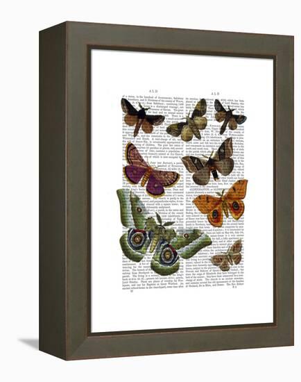 Moth Plate 2-Fab Funky-Framed Stretched Canvas