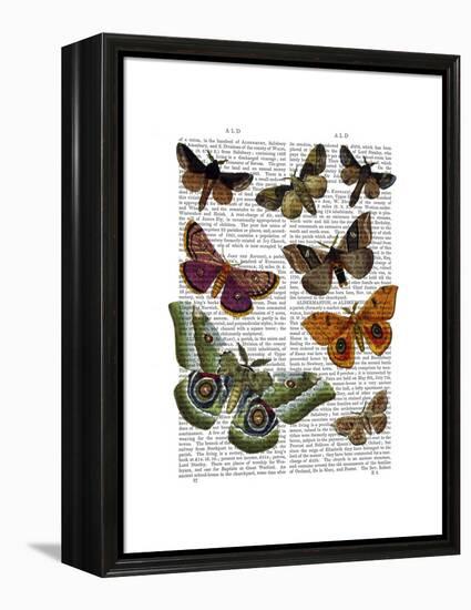 Moth Plate 2-Fab Funky-Framed Stretched Canvas