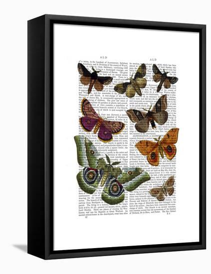 Moth Plate 2-Fab Funky-Framed Stretched Canvas