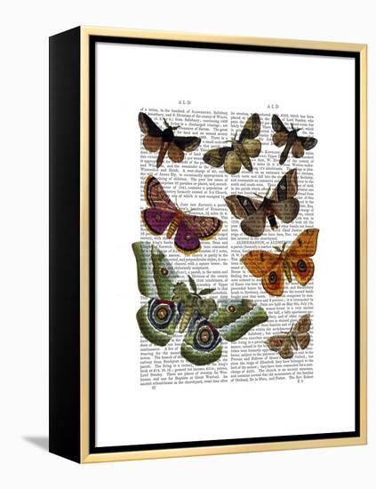 Moth Plate 2-Fab Funky-Framed Stretched Canvas