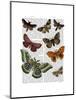 Moth Plate 2-Fab Funky-Mounted Art Print